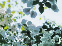 -深圳国际园林花卉博览园