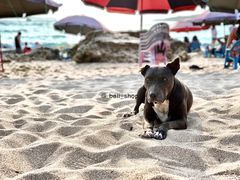 -白沙湾海滩