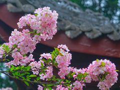 -棠湖公园
