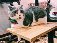 -共舞时光猫咖·狗咖(新街口店)