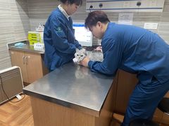-瑞派名望志远动物医院·猫科·內科·异宠专科(直港大道店)