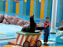 -海合安成都极地海洋公园