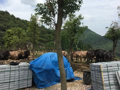 正在修建的第二步游道，用骡子（这不是马！）载货-九鲤湖风景区