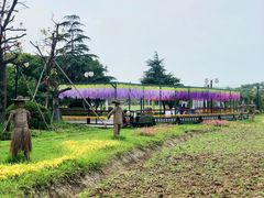 -苏州太湖西山岛开心农场