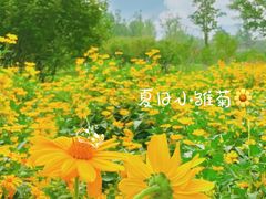 -永定河休闲森林公园