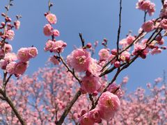 -梅花山(明孝陵内)