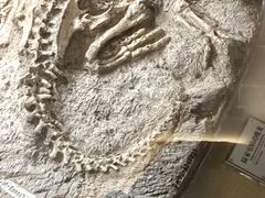-辽宁古生物博物馆