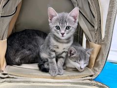 -艾贝尔宠物医院·24H转诊中心·肿瘤猫专科(江宁双龙店)