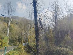 -秦岭风景区