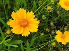 -桤木河湿地公园