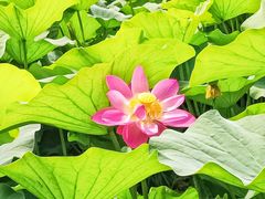 -莲花池公园