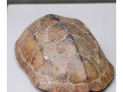 -重庆中国三峡博物馆(重庆博物馆)