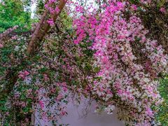 -深圳国际园林花卉博览园