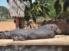 -威勒比开放式动物园