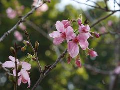 -桃花涧