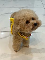 -卡门舞蹈