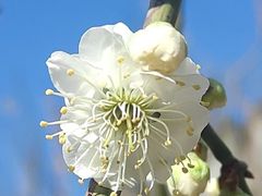 -鼎泰丰(国贸商城店)