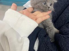 -翊宠yipet猫狗购宠庄园犬舍•猫舍