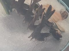 -1718海鲜姿造(苏宁宴请臻选店)