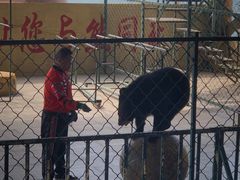 -东方熊牧场
