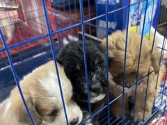 -青石桥花鸟鱼虫市场(叠翠城店)