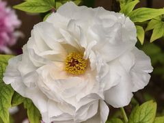 -洛阳市隋唐城遗址植物园