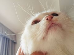 -宠物星动物医院·眼科·异宠·猫科(江南大道总院)