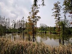 -上海长兴岛郊野公园