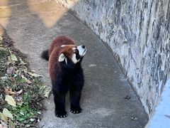 -合肥野生动物园