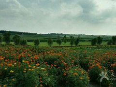 -北纬44度·金珠花海休闲农业旅游景区