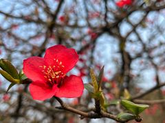 -重庆中央公园(渝北区)