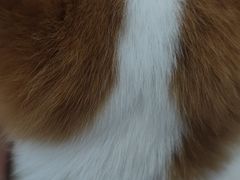 -翊宠yipet猫狗购宠庄园犬舍•猫舍