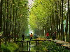 -合肥滨湖国家森林公园