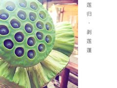 微山湖湿地红荷旅游风景区-微山湖红荷湿地景区