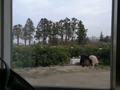 -柑橘农场