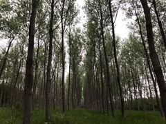 -黄海国家森林公园