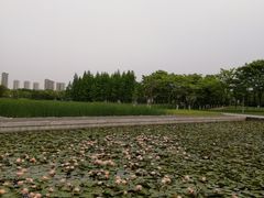 -尚贤河湿地