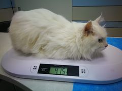 -中农国际动物医院24小时·猫科·骨科·急重症中心