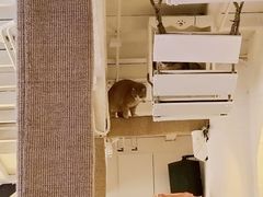 -Sirena海妖日咖夜酒