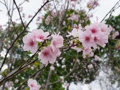 -天适樱花悠乐园