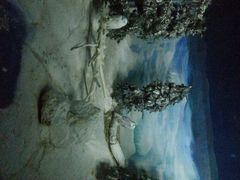android_upload_pic-新加坡飞禽公园