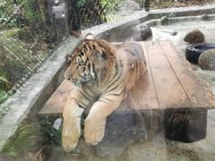-海南热带野生动植物园