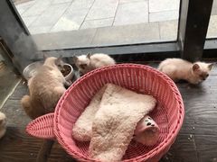 -吉丁鸟咖·异宠·寄养