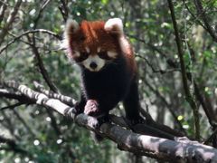 -普洱太阳河森林公园