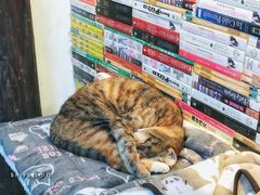 -猫的天空之城概念书店(杭州南宋御街店)