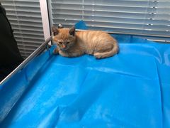 -瑞派·关忠动物医院·猫专科·犬专科(三环新城店)