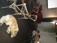 百好乐比萨-百好乐宠物友好餐厅(朝外大街店)