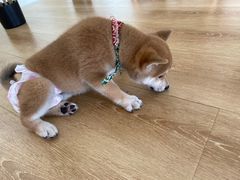 -柴犬小屋·柴餐厅·狗咖食堂(金鼎广场店)