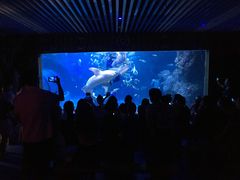 -左海海底世界