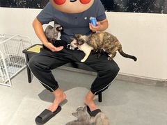 -琪喵猫屋·撸猫猫咖·猫舍